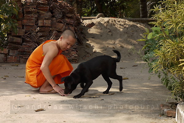 the monk and the dog