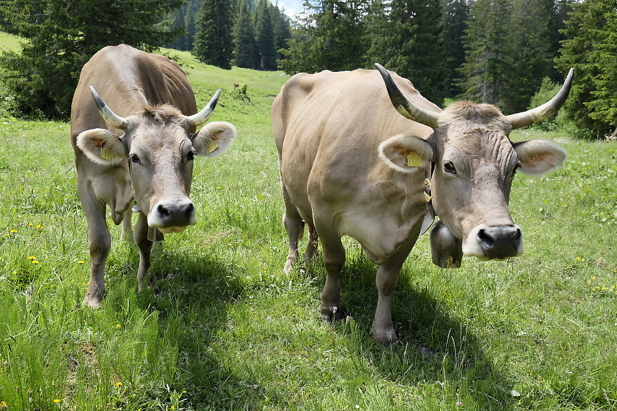 hornkühe im rosenlaui